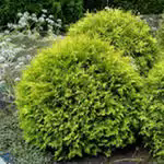    <BR>Thuja 
            occidentalis 'Golden Globe'